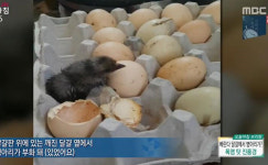 병아리 부화 조건은?… 가마솥 더위에 강릉서 자연부화 화제