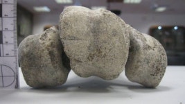 [핼로 사이언스] 지구 역사상 가장 컸던 코끼리 새 멸종 이유는 인간?