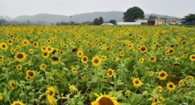 수원시, 시민농장 연근 캐기 체험 참여자 모집