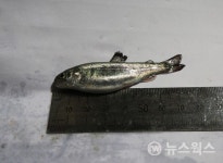 경기도해양수산자원연구소, 무지개송어·산천어 치어 유상분양