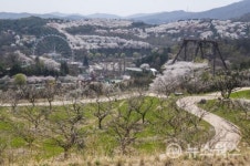 에버랜드, 하늘매화길 29일 오픈