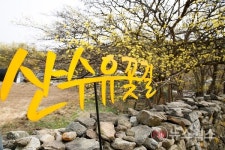 이천 산수유축제 29일 개막