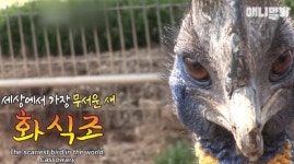 화식조 뭐길래?… 시속 50km로 달리는 세상에서 가장 무서운 새