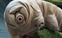 물곰은 어떤 생명체?… 몸길이 1.5mm·곤충에 가깝고 플랑크톤 먹어