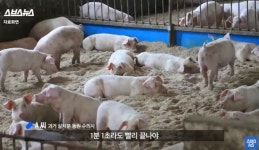 돼지살처분 공무원 환각·환청 등 트라우마 심각…심리지원책 없나