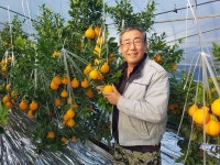 고령군, 덕곡면 한라봉 본격 수확