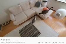 유튜버 갑수목장, 동물학대·사기 의혹…거짓 영상은 있지만 학대는 절대 아냐