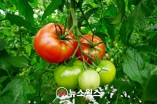 광주시 지역아동센터연합회, 퇴촌 토마토 팔아주기 운동 동참