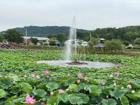성주군 초전면 용성리 뒷미지 연꽃 만개…사진 찰칵