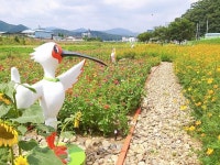 경산시 용성면, 하천부지를 이용한 꽃단지 조성