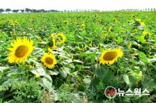 안산시, 대부도에 100만 송이 해바라기 꽃밭 조성…노란 물결 유혹