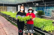 양평군농업기술센터, 토종배추 모종 나눔…24~26일까지