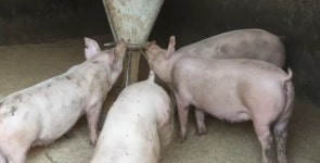 화천서 아프리카돼지열병 추가 확진…첫 확진 농장과 2.1㎞ 떨어진 곳