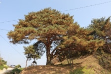 수령 600년 예천 수한리 소나무, 경상북도 기념물 지정