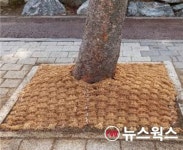 성남시, 분당로 일원 친환경 가로수 보호덮개 설치