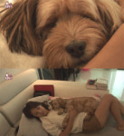 동물농장 이효리, 반려견 순심이와 작별 이야기…너무 보고싶다 눈물