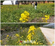 여주시 산북면, 용담천 따라 3㎞ 유채꽃 향기…몸과 맘 힐링하세요