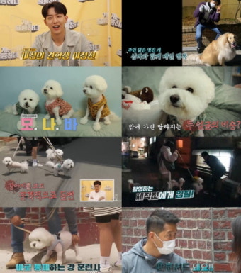 '개훌륭' 강형욱 