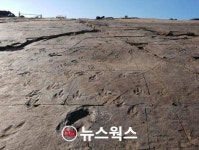 문화재청, 내장산 단풍나무·가림성 느티나무 천연기념물 지정