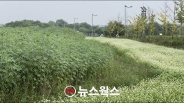 여주시, 남한강변‧도로변에 메밀꽃 길 조성