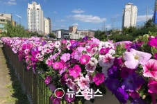 가을의 정취를 느껴보세요...용인 수지구 곳곳에 가을꽃 식재