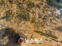 경기도, 올해 15개 시군 하천·저수지 붕어 20만 마리 방류