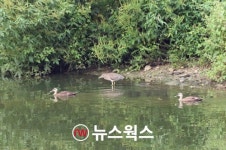 수원수목원 조성 현장서 원앙‧참매 등 법정보호종 조류 관찰