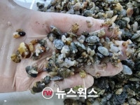 경기도, 올해에만 총 371만 마리 유용수산 종자 연안 갯벌 방류