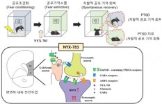 IBS, 외상 후 스트레스 장애 치료 기전 규명
