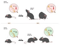 IBS, 자폐 유발 유전자 MYT1L 역할 규명…유년기 자폐 조기 진단·치료 가능