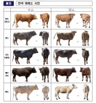 농진청 제주흑우, 몸집 작으나 체질 강건…한우와 교배한 흑한우 630여 마리 사육