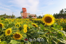 포항 호미곶 일원…계절마다 형형색색 꽃 물결