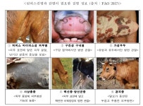 서산 한우농장서 럼피스킨병 발병…국내 첫 사례