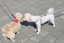 동물병원 평균 초진료 1만520원…지역별 1.7배 차