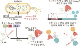 [#사이언스 리포트] 파스퇴르연 신진연구 3개 선정·포항공대 DNA 도구 개발·포항지질자원센터 개소 10년 ·UNIST 고순도 단일양자광원... 