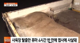 퓨마 사살, 죽어서도 눈요깃감 된 사연… 포대자루 덮고 퇴장한 마지막 씁쓸