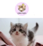대전 언제나고양이&언제나펫바보, 고양이분양부터 고양이카페·미용·호텔 고양이의 모든 것
