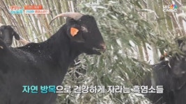 생생경제 정보톡톡 다양한 인증 받은 초방리 흑염소 농장 소개