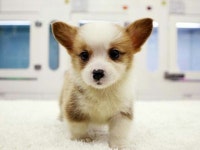 전국 강아지분양 프렌차이즈 컴투펫, 신뢰 할 수 있는 애견분양으로 인기