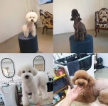 반려동물 애견미용실 펫디자이너 시나 5월 대형견 스파 이벤트 진행