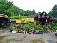 장흥유원지 맛집 금강산, 시원한 장흥 계곡 옆에서 즐기는 보양식 백숙…노랑버섯 첨가로 영양 높여
