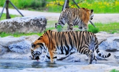 국립백두대간수목원 화제...호랑이도 보고 힐링도 하고