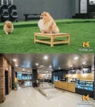 가평 멍블랑 펫 리조트 & 카페 프리미엄 호텔에서 강아지와 함께 하는 힐링 여름휴가