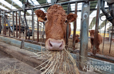 [포토] 신축년... 소의해가 밝았다