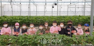 무안군, 어린이집 원생 대상 딸기 따기 체험학습 운영
