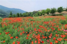 SM그룹 동강시스타, 힐링 위한 꽃길 3000평 조성