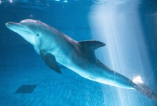 우영우도 좋아하겠네… 수족관 마지막 남방큰돌고래 고향바다로