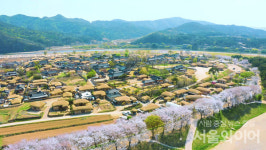 안동 하회마을, 청명, 화사한 벚꽃과 함께 행사 개최