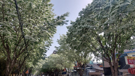 여름으로 가는 길목 대구에 이팝나무 활짝