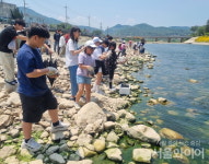 경주시, 산내면 동창천에 다슬리 45만 마리 방류